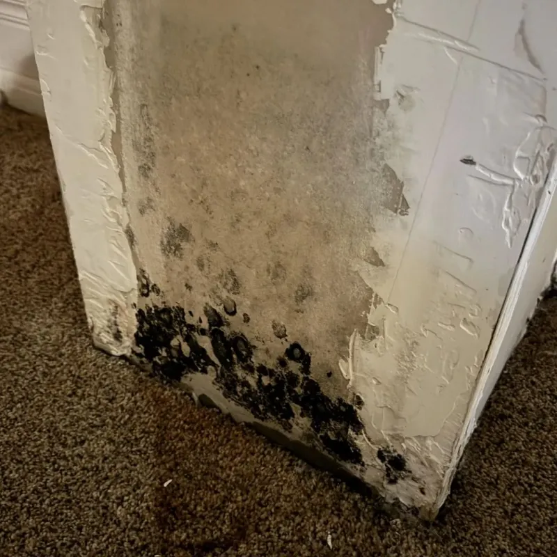 Professional Mold Removal in North Star, DE